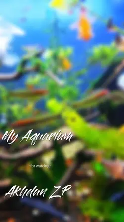 My Aquarium 