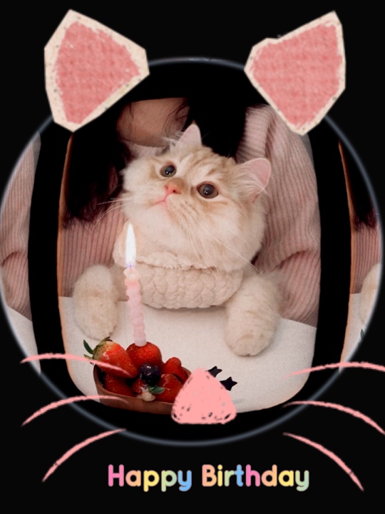 Feliz Aniversário Gato