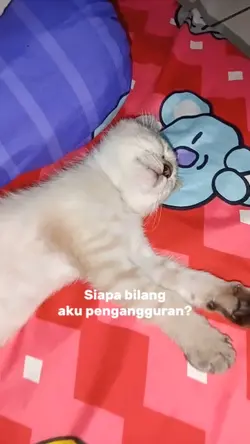 kucing pengangguran 