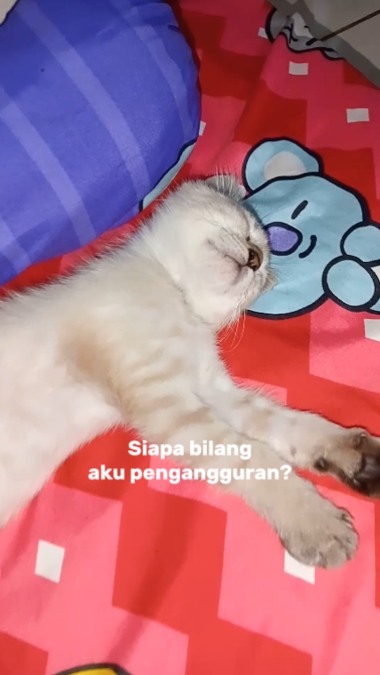 Kucing pengangguran 