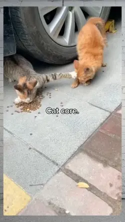 cat core