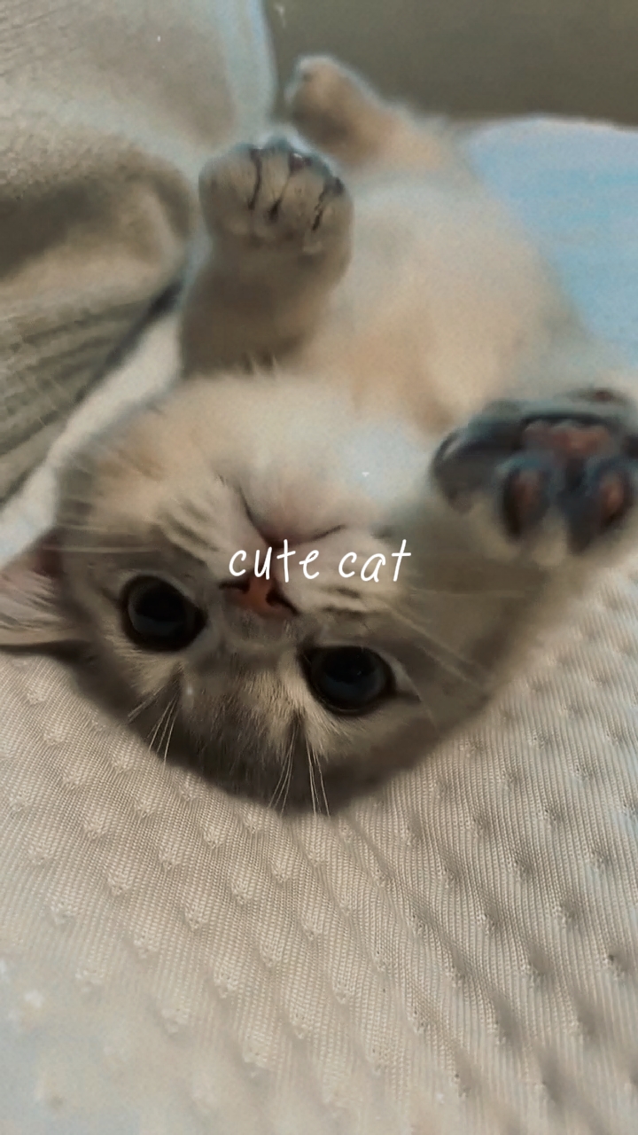 sevimli kedi