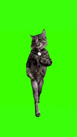 Cat Walking 