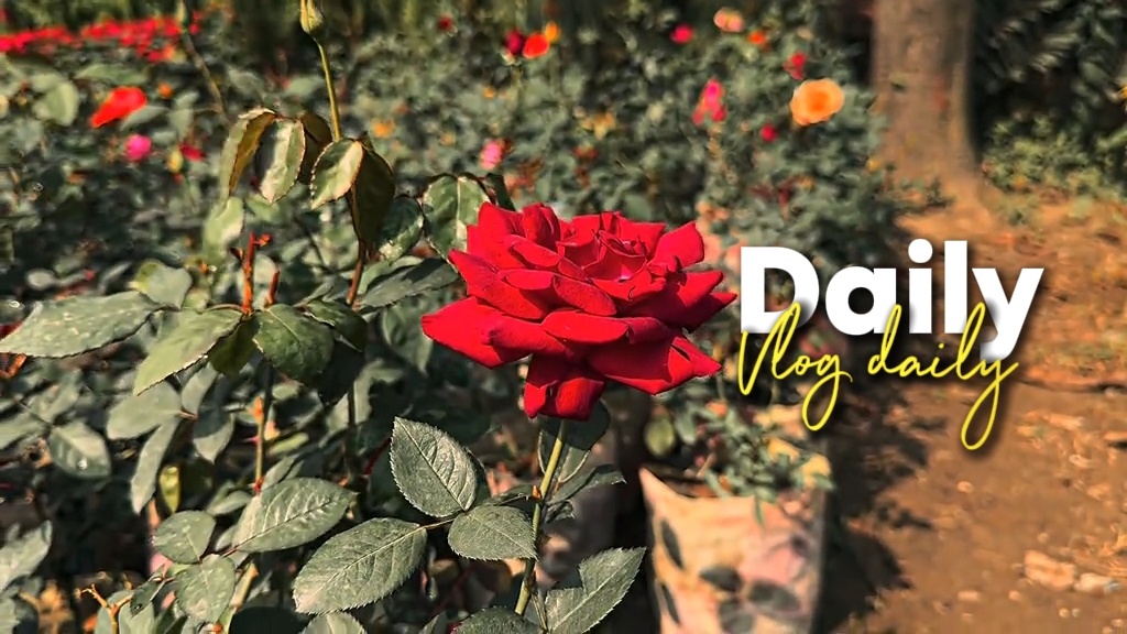 Daily Mini Vlog 