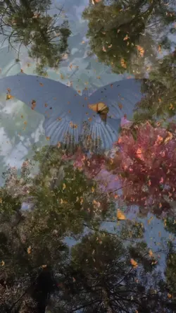 BUTTERFLIES 