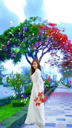 Nổi Buồn Hoa phượng 