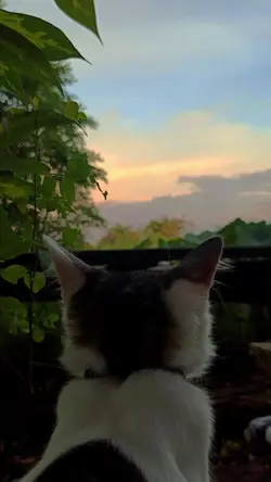 Kucing