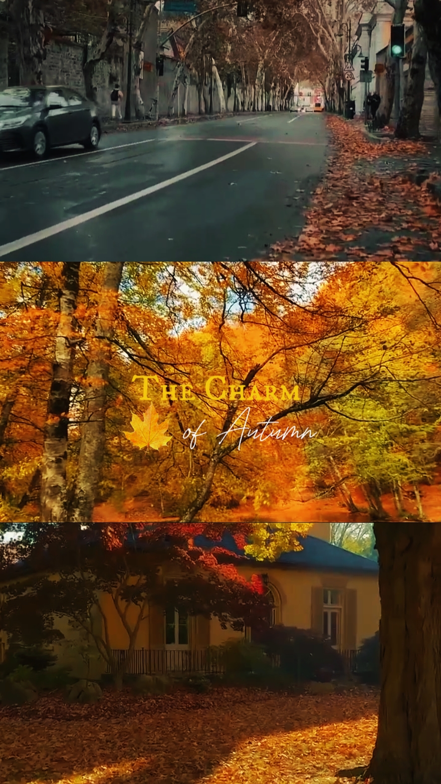THR CARM AUTUMN