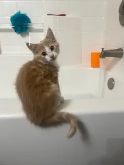 ELMO’S IS SUING😞