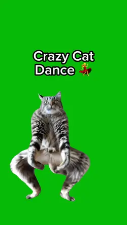 Crazy Cat Dance 