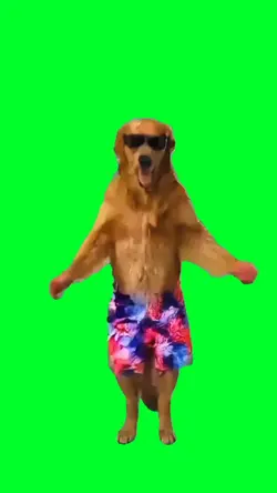 Dancing dog