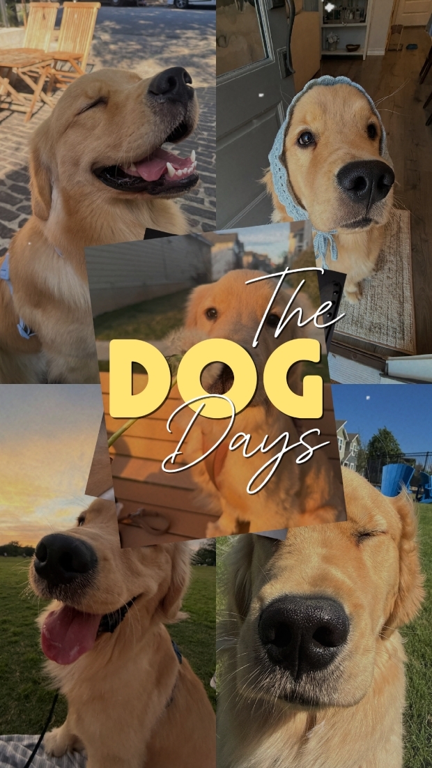 THE DOG DAYS