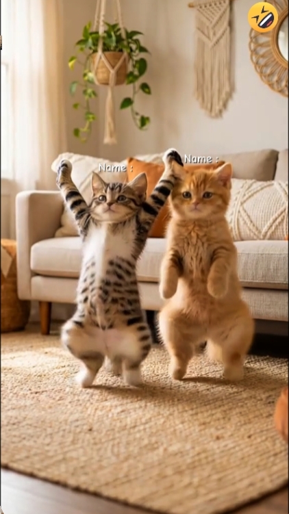 Dance Cat Trend