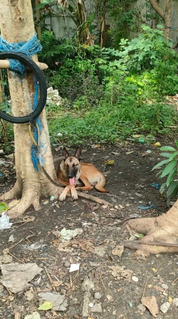 Belgian Dog
