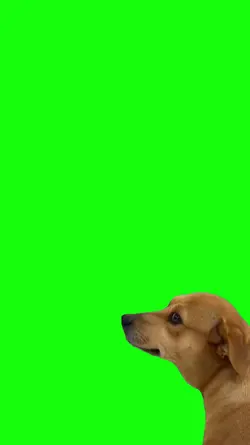 meme dog