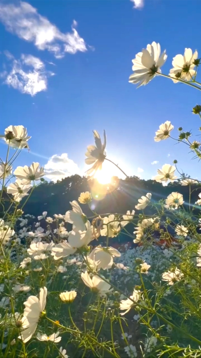 fleurs