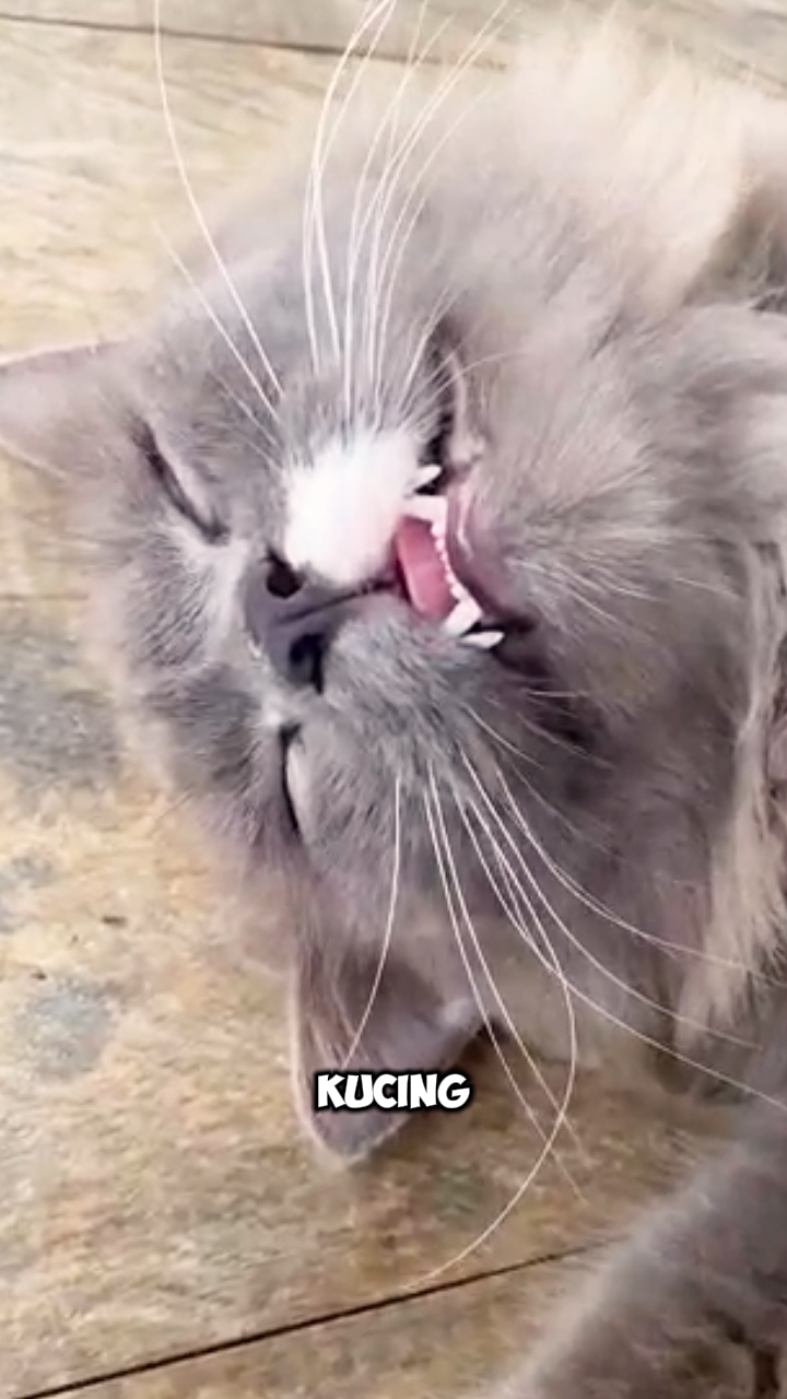 Som kucing