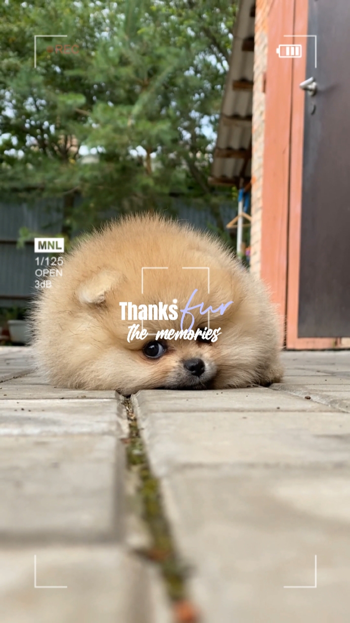 paws memories 