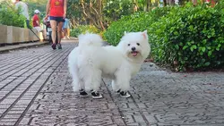 A dog in shoes