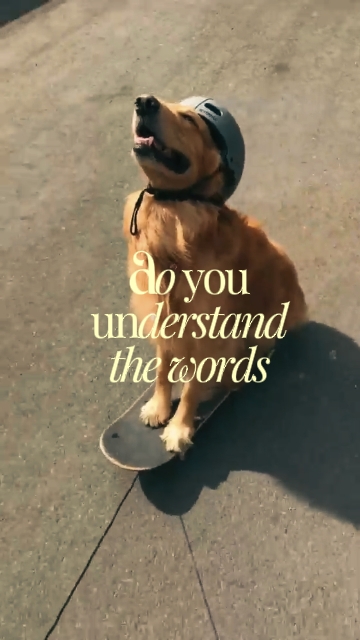 Pet Trend