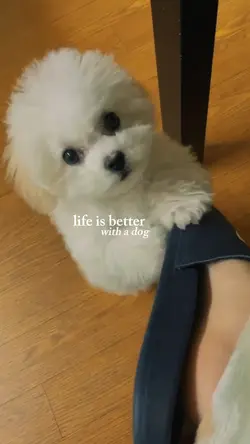 With a Dog!