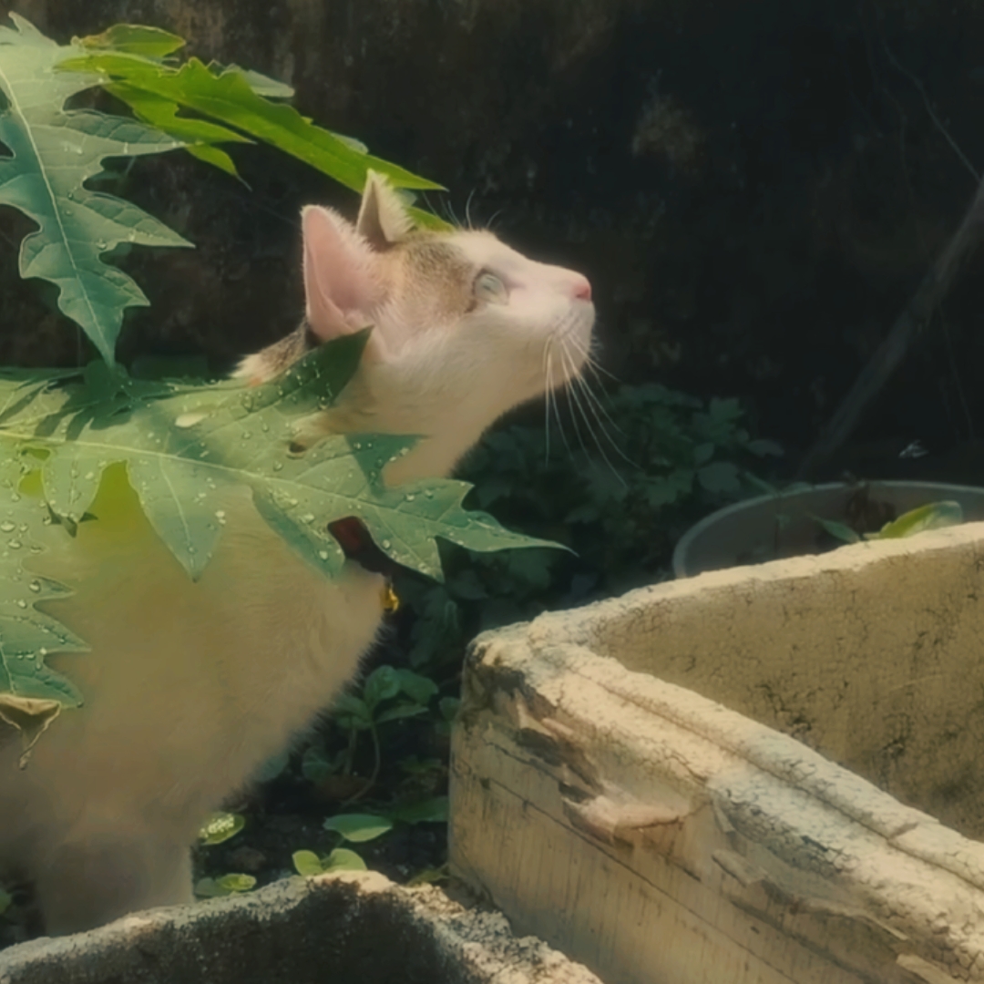 Soft dream