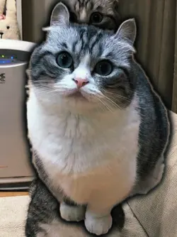 Macarena