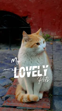 Lovely Pets