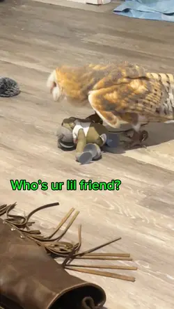 Monkey toy is best
