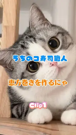 うちのコ寿司職人