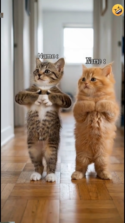 Funny Cat`