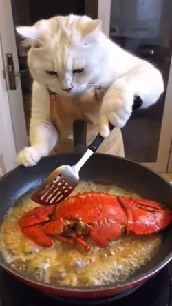 Funny cat video 