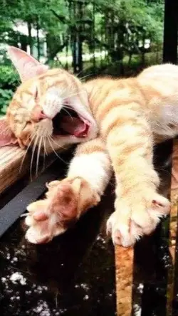 DONTDOITHAJIMATIKTOK