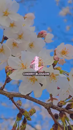 cherry blossom