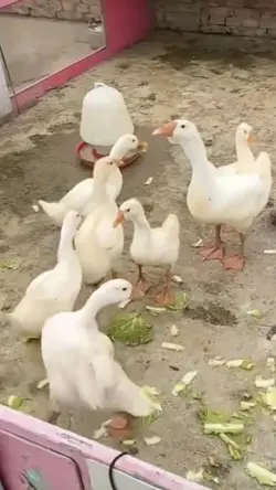 funny animal videos