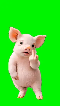 Dancing Pig