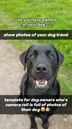 Photo of your dog 🐶 