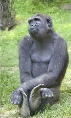 monkey pic