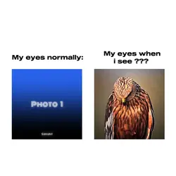 eagle eye