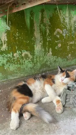  Catlover