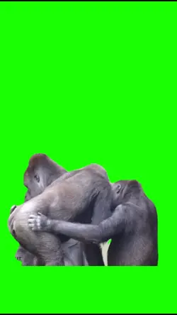 Gorillas meme 