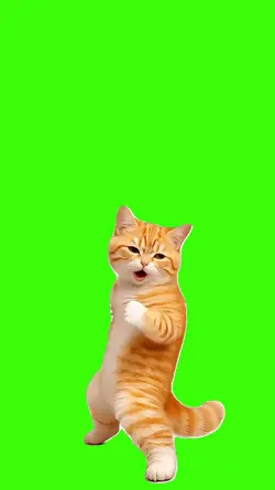 Cat/Gato.