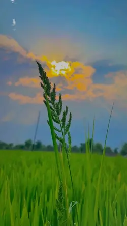 Enjoy your day