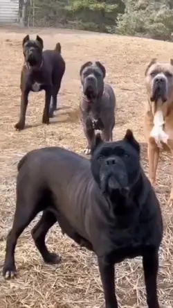 Ketahuan Anjing