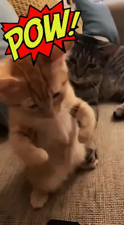 Meow "Kena Tabok"