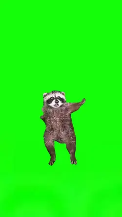 Baby Raccoon Growlin