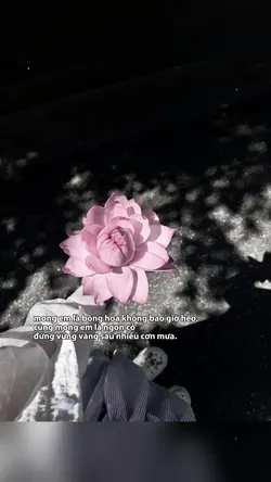 🌸🌸🌸