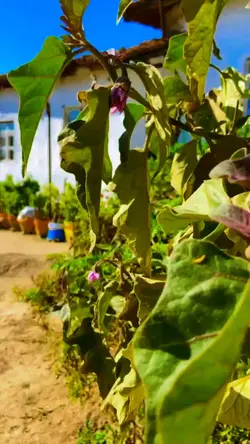 Uçmayı deneyeceğim 