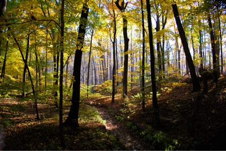 therians in ur area😆