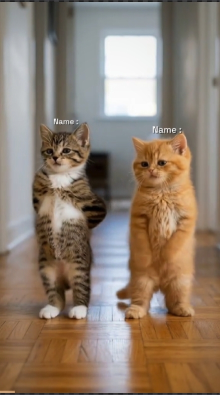 Gato de baile divertido. 